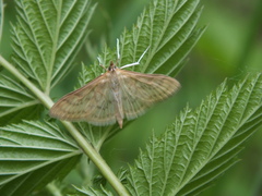 Paratalanta pandalis