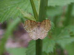 Cepphis advenaria