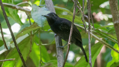 Thamnophilus bridgesi