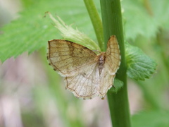 Cepphis advenaria