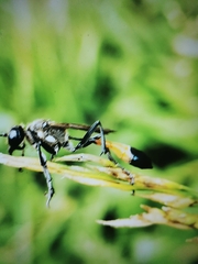 Ammophila sabulosa