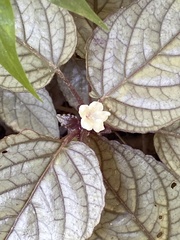 Jatropha gossypiifolia