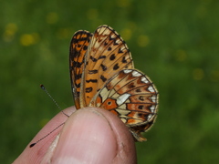 Boloria euphrosyne
