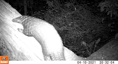 Phataginus tricuspis