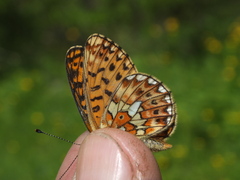 Boloria euphrosyne