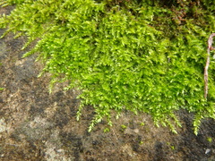 Rhynchostegium confertum