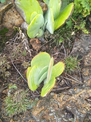 Kalanchoe thyrsiflora