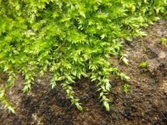 Rhynchostegium confertum