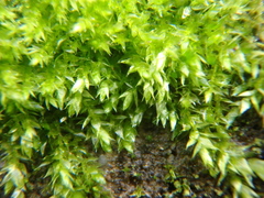 Rhynchostegium confertum