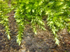 Rhynchostegium confertum