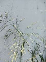 Poaceae