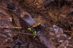 Mantella ebenaui