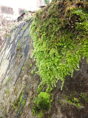 Rhynchostegium confertum