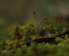 Cryptomarasmius corbariensis
