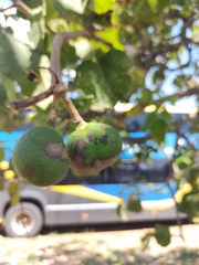 Caryocar brasiliense