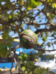 Caryocar brasiliense