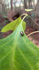 Stenomacra marginella
