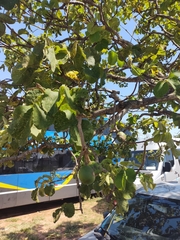 Caryocar brasiliense