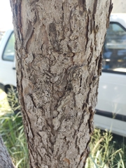 Caryocar brasiliense