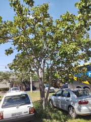 Caryocar brasiliense