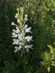 Platanthera blephariglottis conspicua