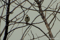 Dendronanthus indicus