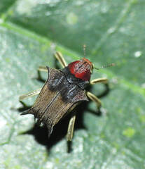 Pteracanthus smidtii