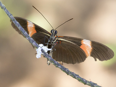 Heliconius erato