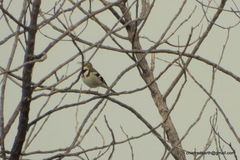 Dendronanthus indicus