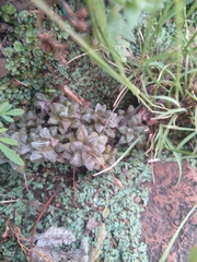 Anacampseros subnuda