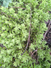 Crassula setulosa