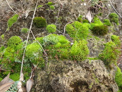 Tortula muralis muralis