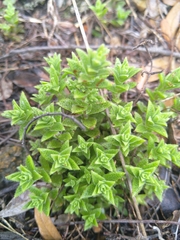 Crassula setulosa
