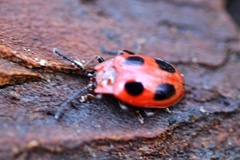 Endomychus coccineus