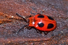Endomychus coccineus
