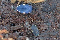 Endomychus coccineus