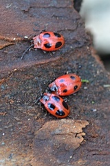 Endomychus coccineus
