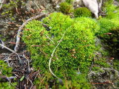 Tortula muralis muralis