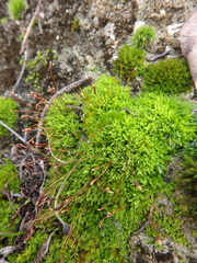 Tortula muralis muralis