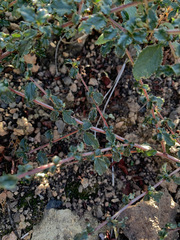 Ceanothus foliosus foliosus