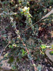 Ceanothus foliosus foliosus