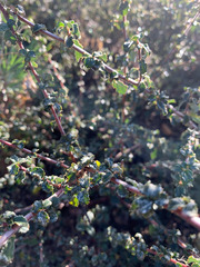 Ceanothus foliosus foliosus