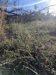 Ceanothus foliosus foliosus
