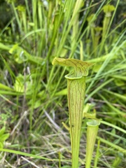Sarracenia