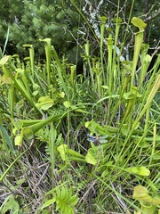 Sarracenia