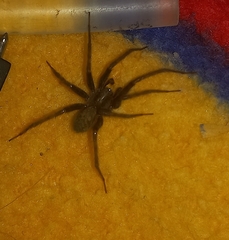 Segestria florentina