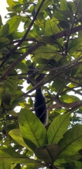 Sciurus yucatanensis