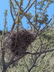 Auriparus flaviceps