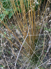 Festuca occidentalis