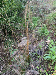 Festuca occidentalis